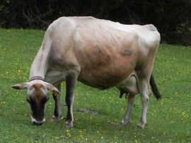 Bovini al pascolo a Malga Canali (32986 bytes)